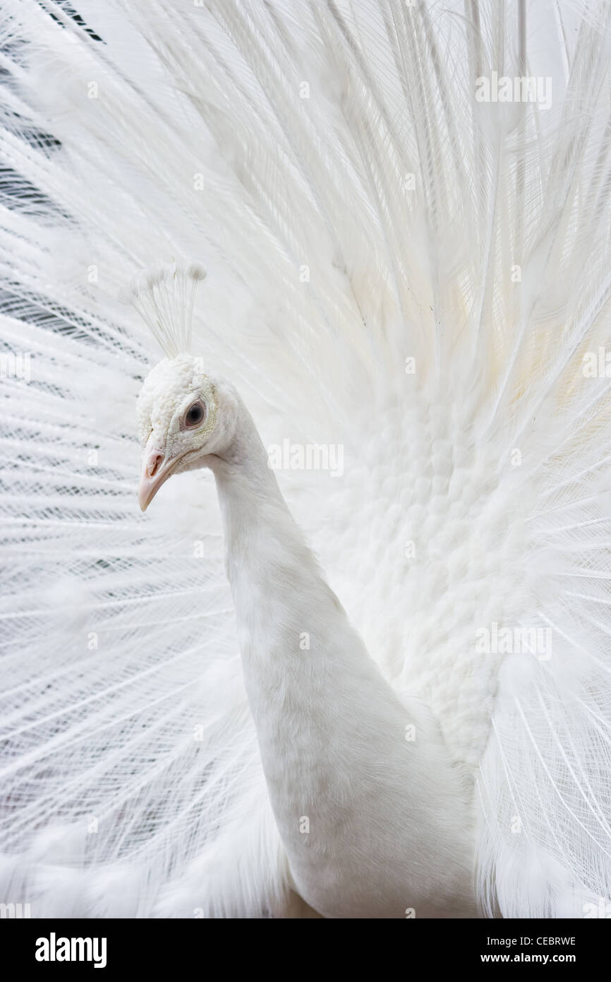 Paon blanc, paon indien ou Pavo cristatus montrant ses plumes en éventail Banque D'Images