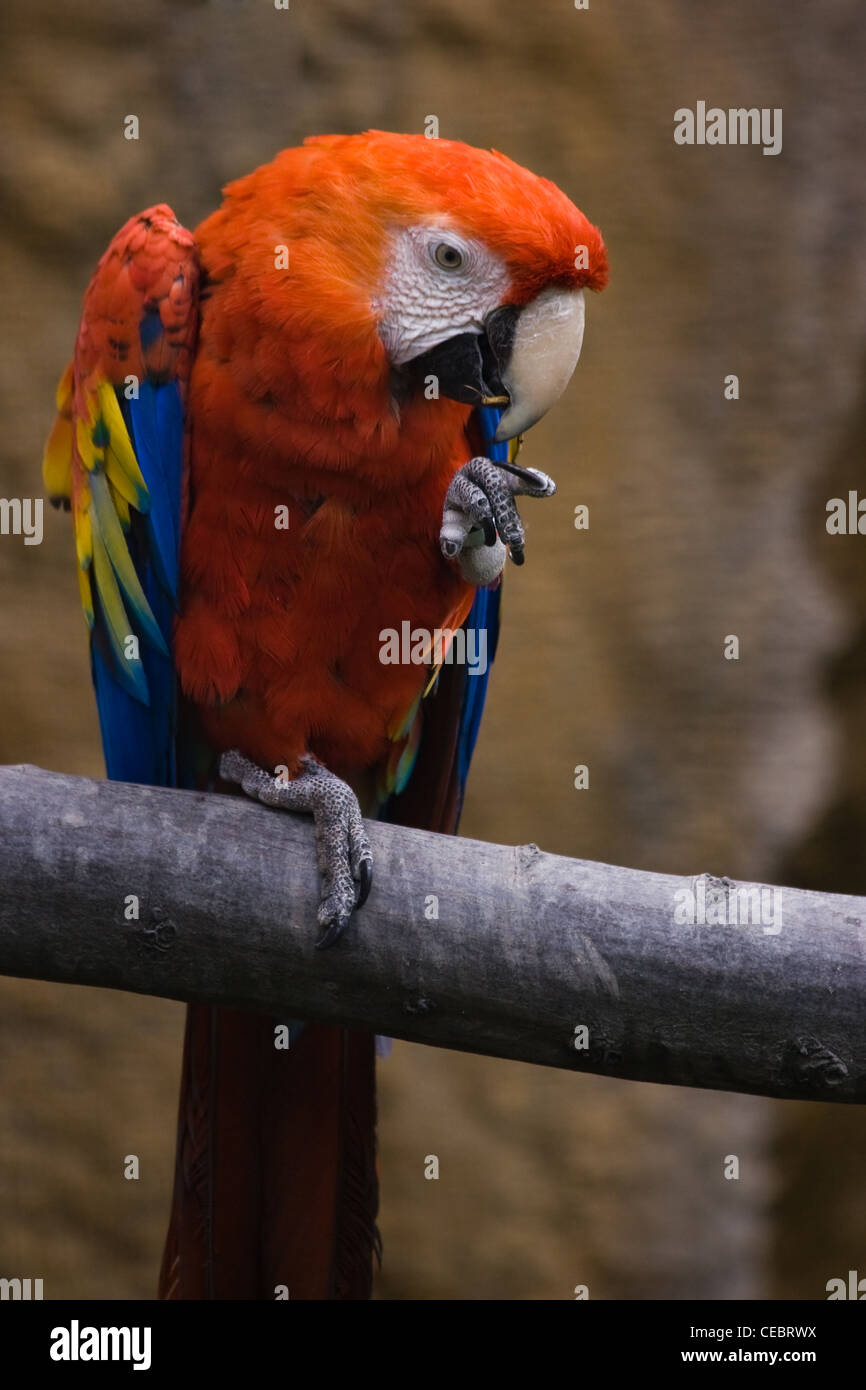Perroquet rouge coloré assis sur une branche et de manger Banque D'Images