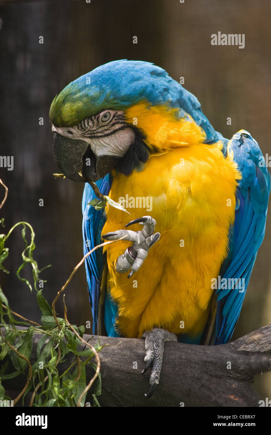 Perroquet jaune et bleu assis sur une branche, manger et à la Banque D'Images