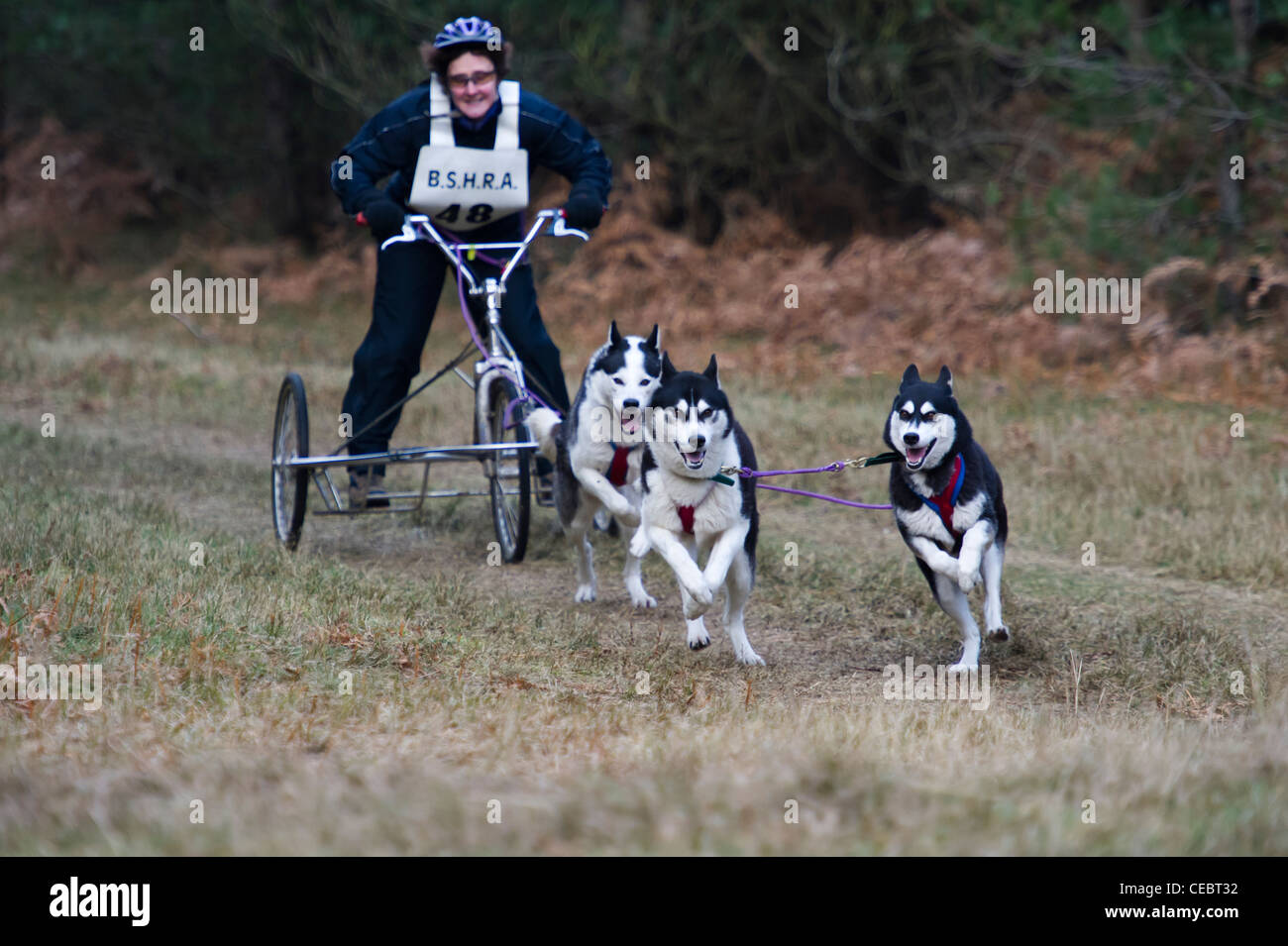 La Husky de Sibérie Racing Association événement tenu au Elveden Forest, Suffolk, UK trois équipes en compétition sur un tour chronométré. Banque D'Images