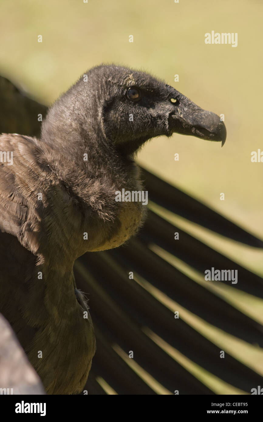 Les jeunes espèces du Condor de Californie Gymnogyps californianus ou assis avec ses ailes en colère Banque D'Images