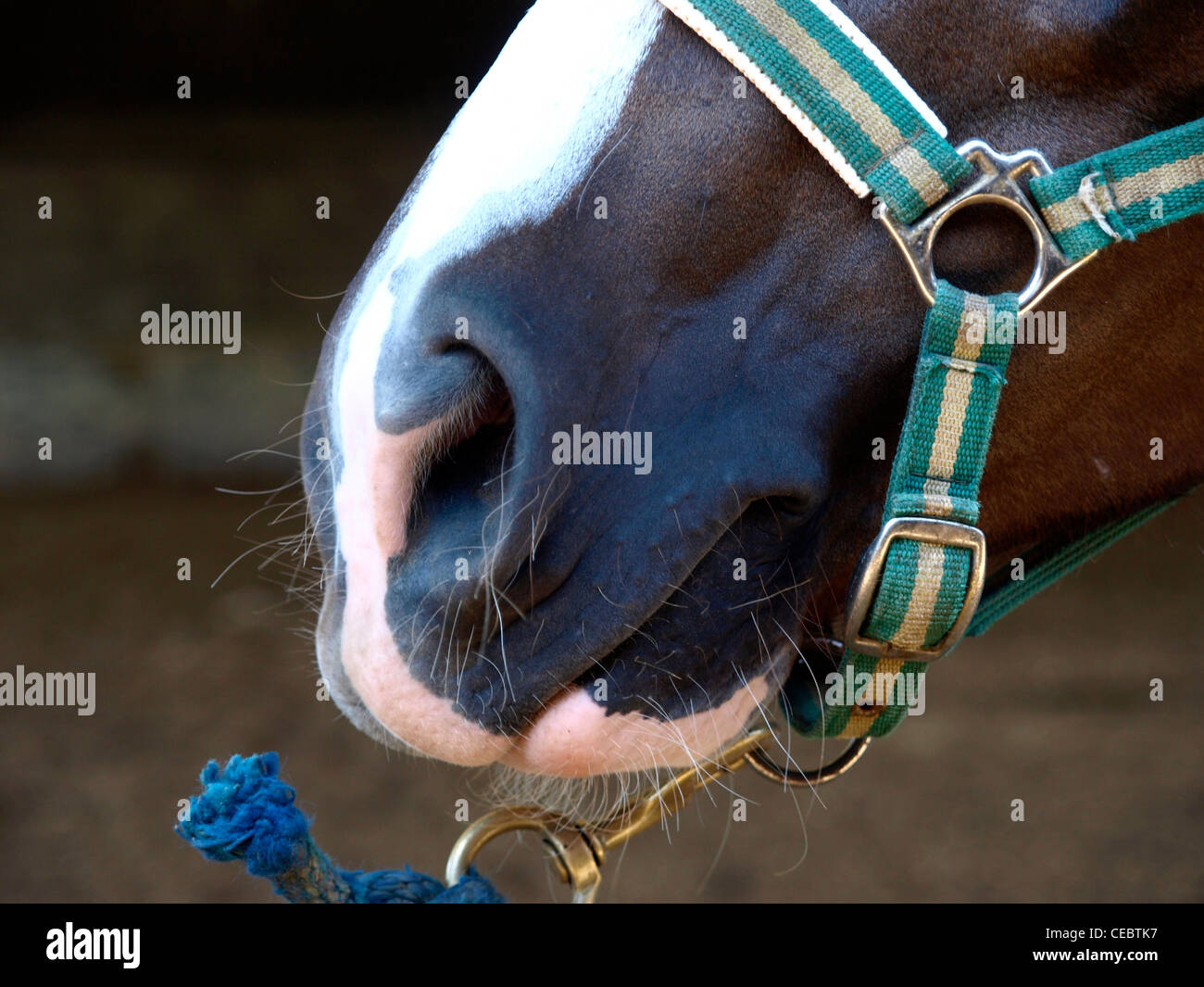 Bouche d'un cheval de course Banque D'Images