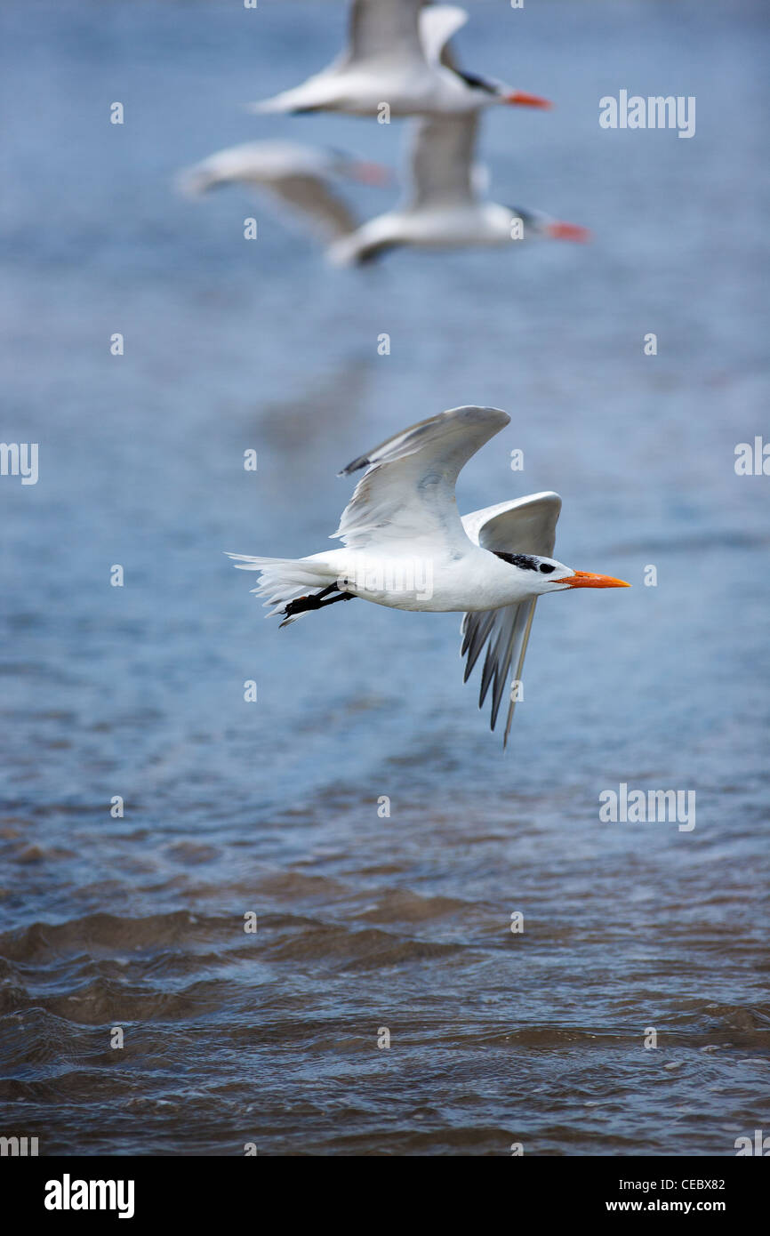 Sterne royale (Sterna maxima) s'envole de la plage en face de Playa Tamarindo, Costa Rica. Banque D'Images