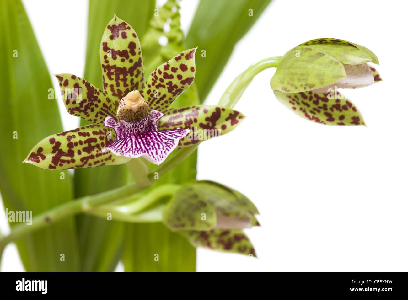 Orchidée en fleurs avec cute tiger-striped fleurs. Banque D'Images