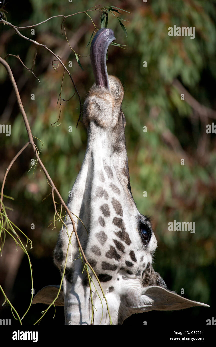Girafe atteignant pour les feuilles langue dehors Portrait Banque D'Images