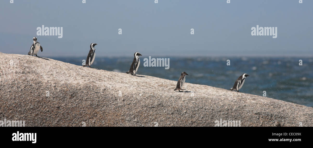 Les manchots africains (Spheniscus demersus) se dandinent sur un rocher au Cap. Boulder Beach, Simon's Town, Afrique du Sud Banque D'Images