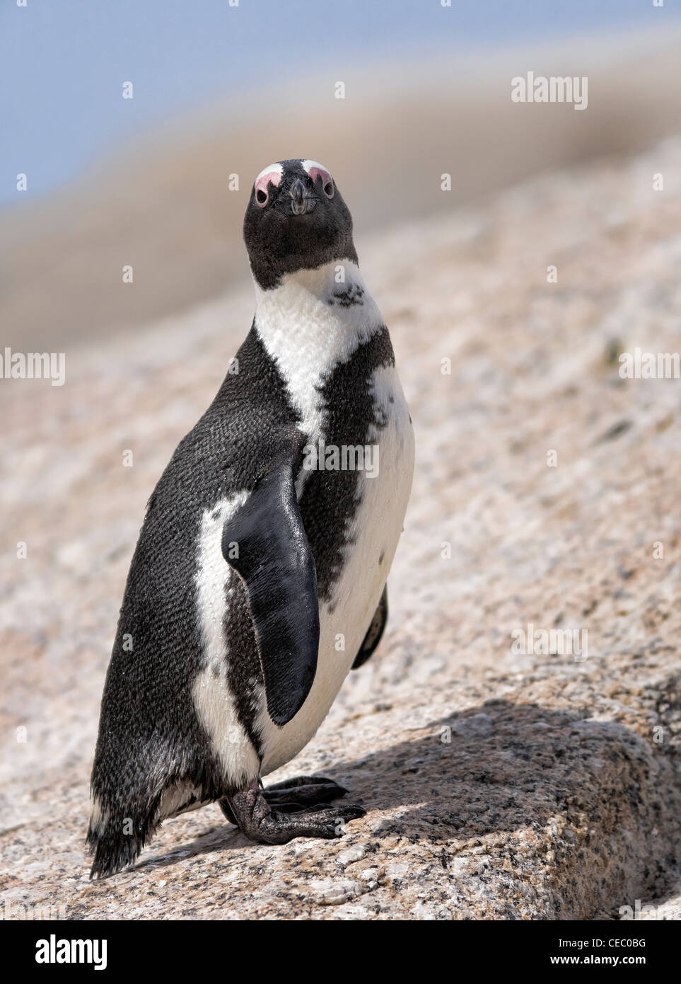 Le pingouin africain (Spheniscus demersus) fixe dans la caméra. Boulder Beach, Simon's Town, Afrique du Sud. Banque D'Images