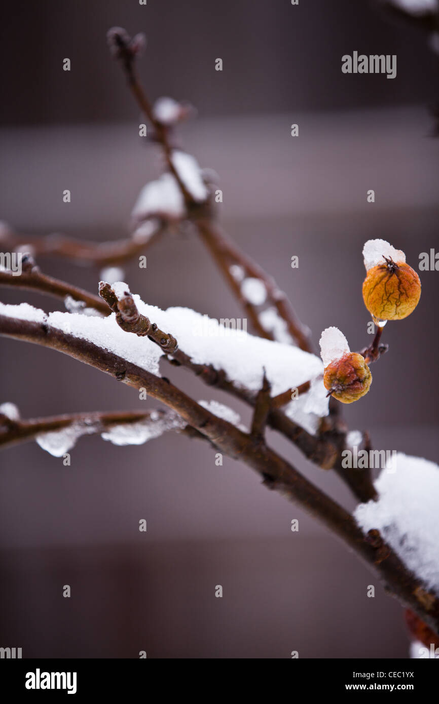 Deux pommes flétries on Snowy Branches Banque D'Images