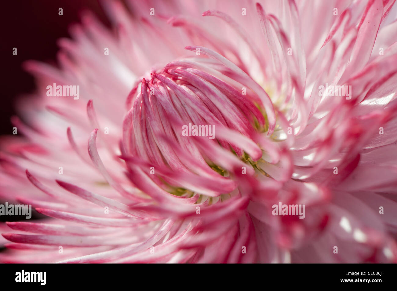 Close up of pink flower bud Banque D'Images