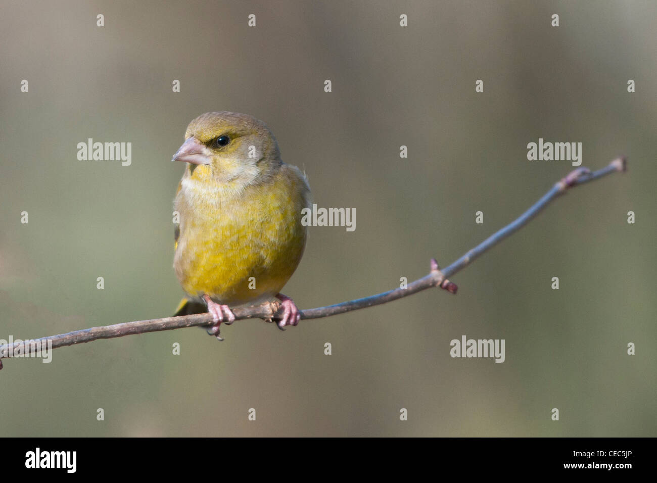 Verdier d'Europe (chloris chloris) Banque D'Images