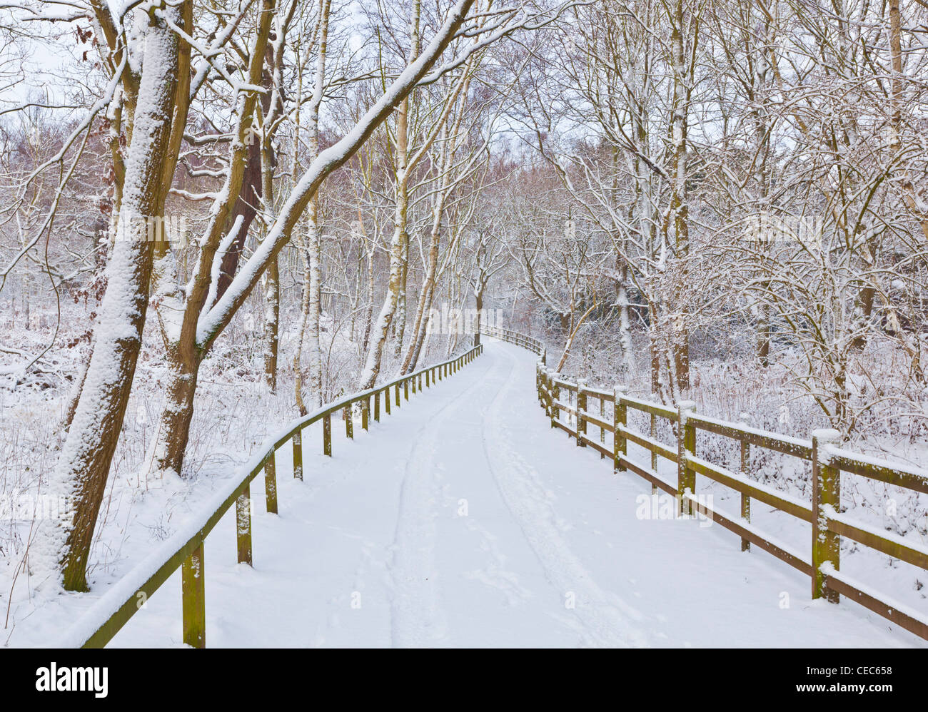 Scène d'hiver paysage d'hiver Neige Fraîche sur la voie à travers Sherwood Forest Country Park Edwinstowe Notinghamshire Angleterre Royaume-Uni GB Europe Banque D'Images