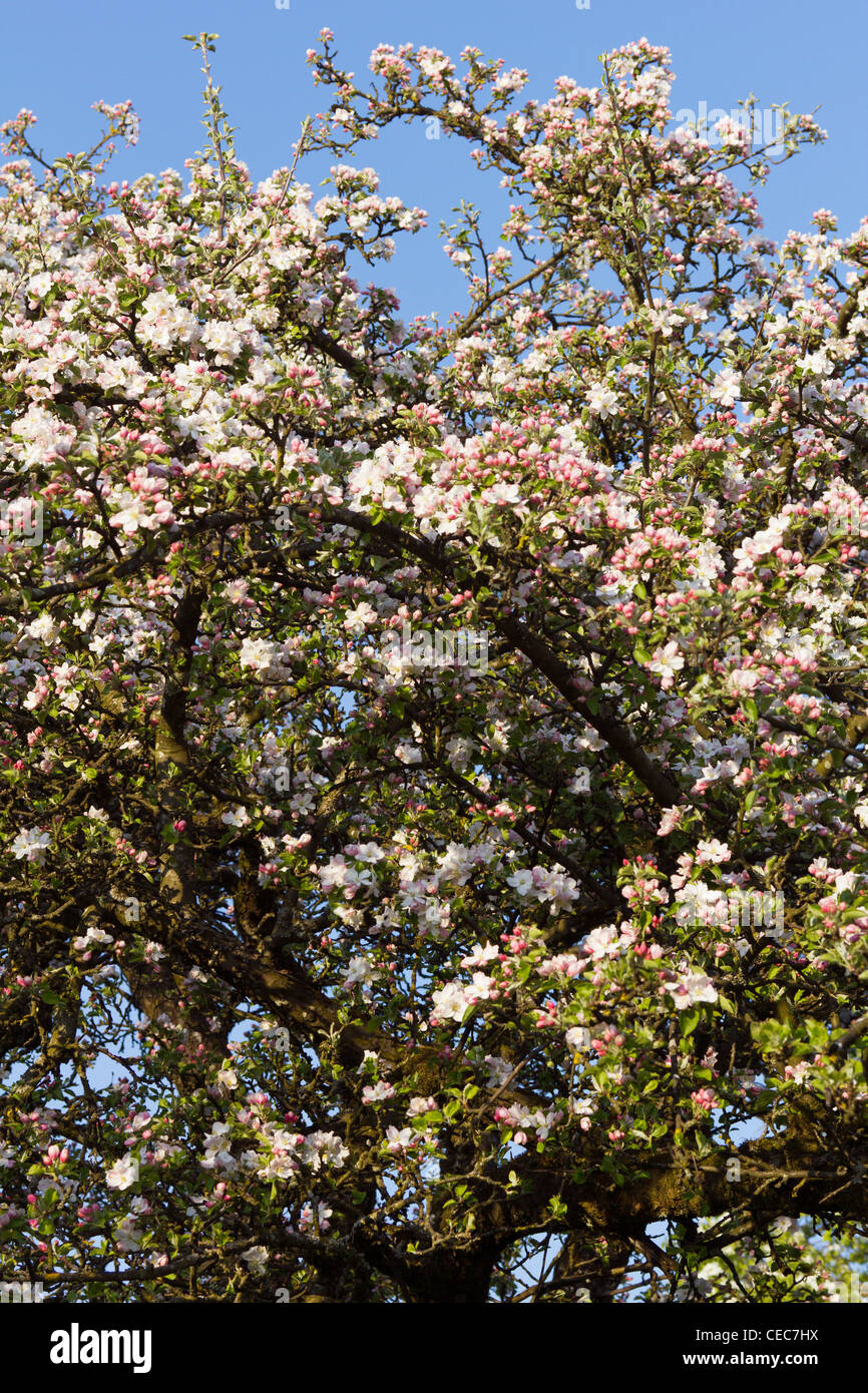 Voir à l'ouverture des fleurs roses d'un pommier en fleurs au printemps. Tourné en plein air Vernal. Banque D'Images