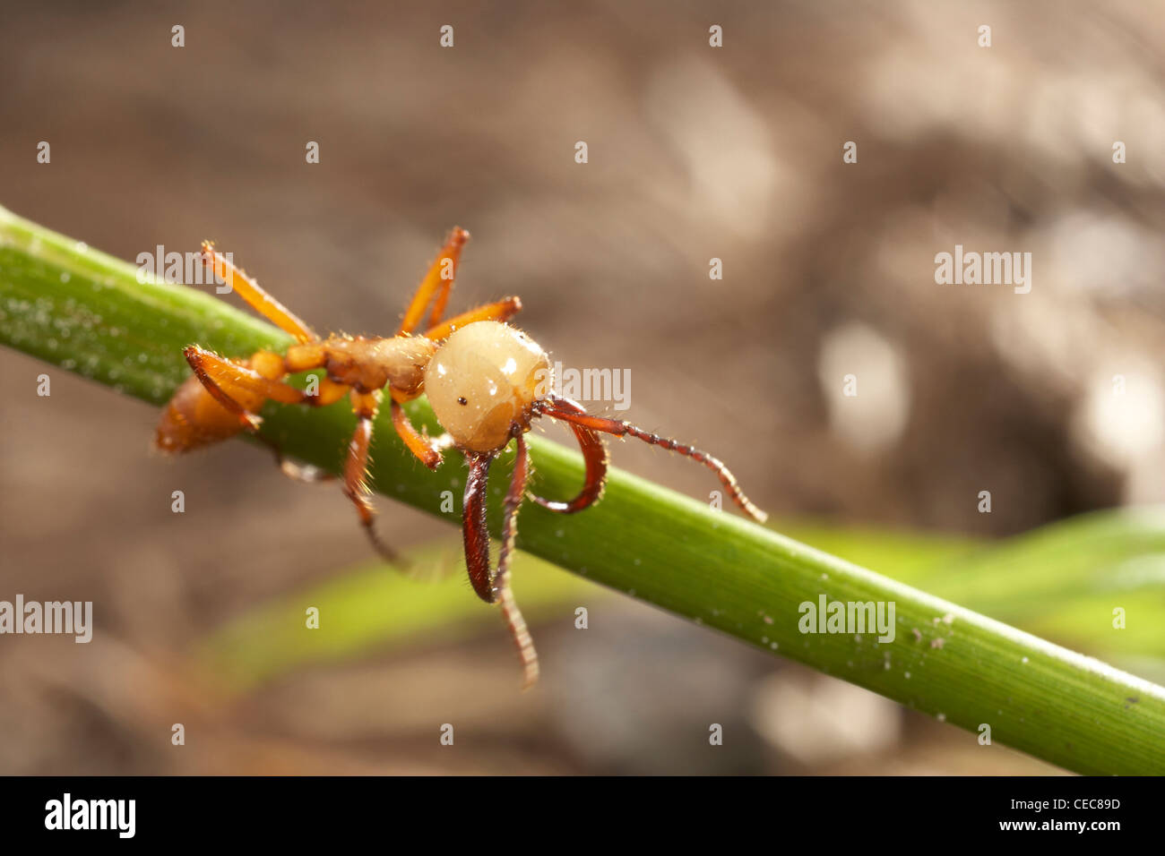 Ant de l'Armée de soldat sur le sol forestier, Rewa, Rupununi, Guyana, en Amérique du Sud. Ordre des Hyménoptères, famille Formicidae. Banque D'Images