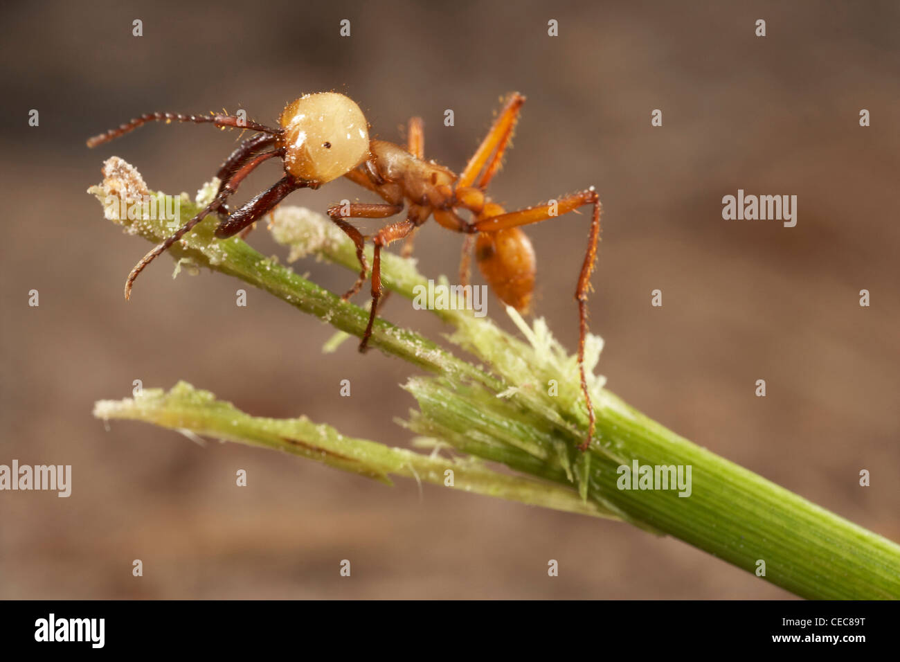 Ant de l'Armée de soldat sur le sol forestier, Rewa, Rupununi, Guyana, en Amérique du Sud. Ordre des Hyménoptères, famille Formicidae. Banque D'Images