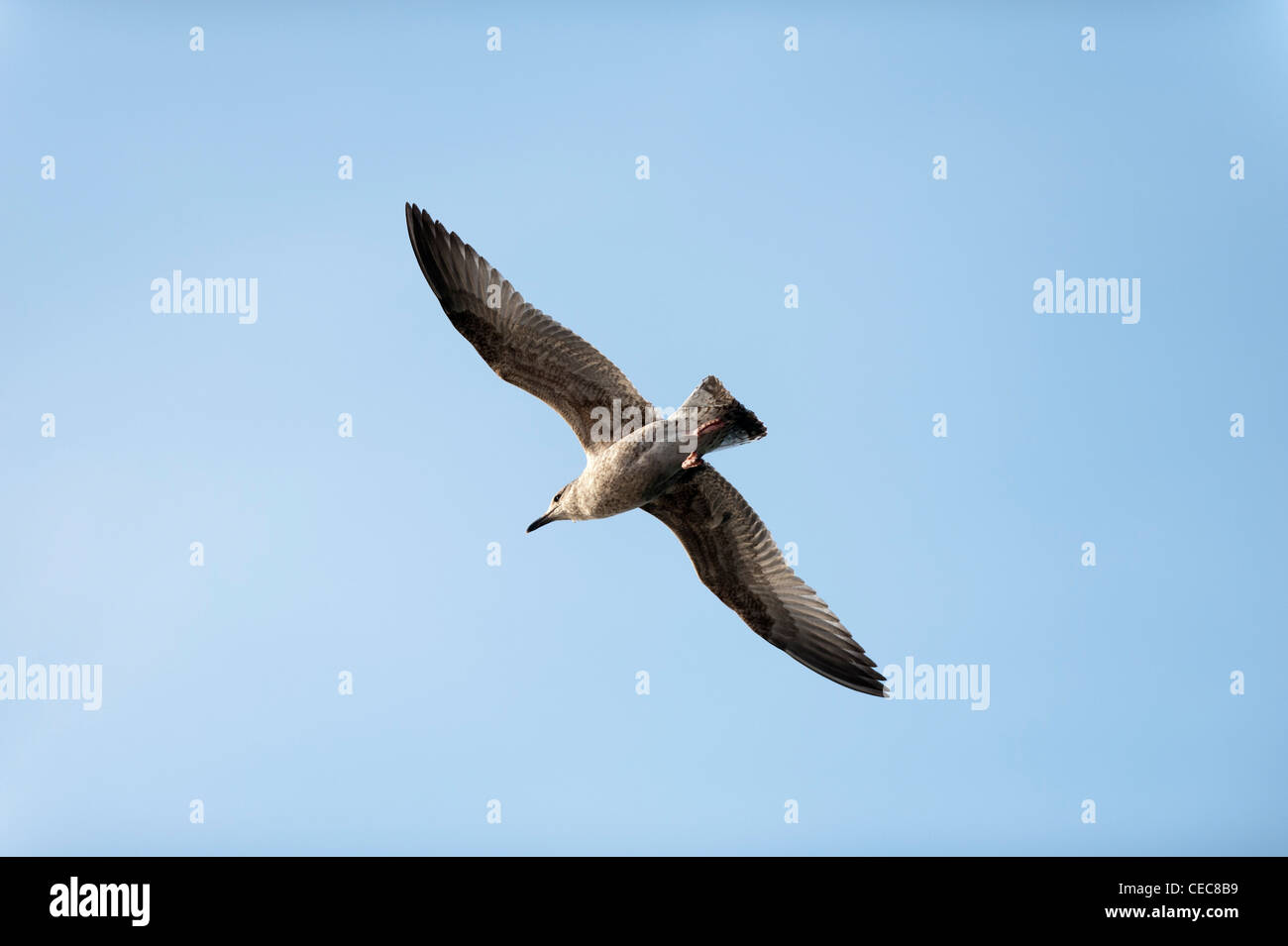 Mouette voler au-dessus de Bangor Marina, comté de Down en Irlande du Nord Banque D'Images