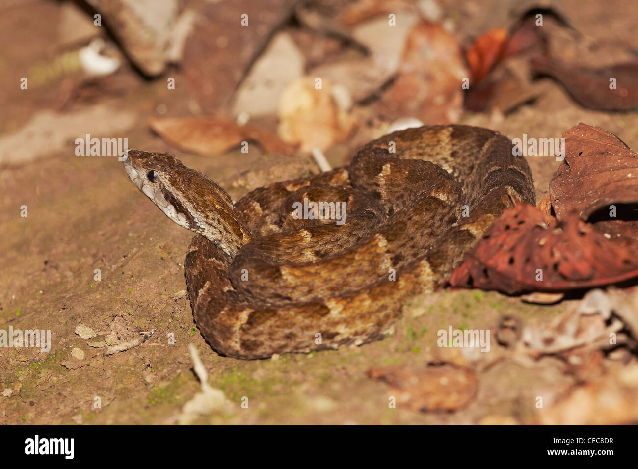 Fer-de-lance, Bothrops asper, serpent, Surama Jungle, Rupununi, Guyana, en Amérique du Sud. Banque D'Images