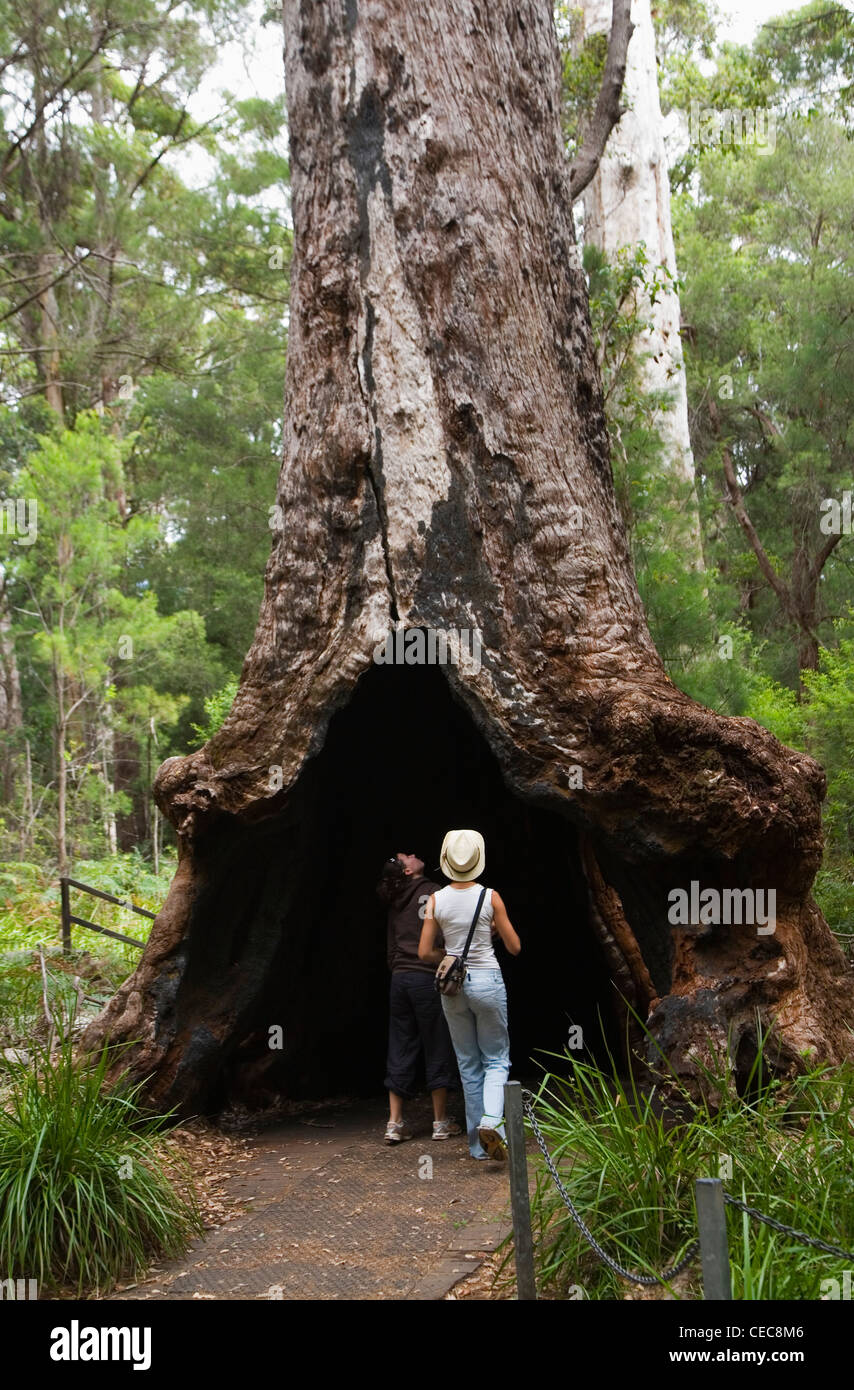 Les touristes à la base d'un arbre géant tingle sur l'Ancien Empire Boardwalk, Walpole-Nornalup National Park Banque D'Images