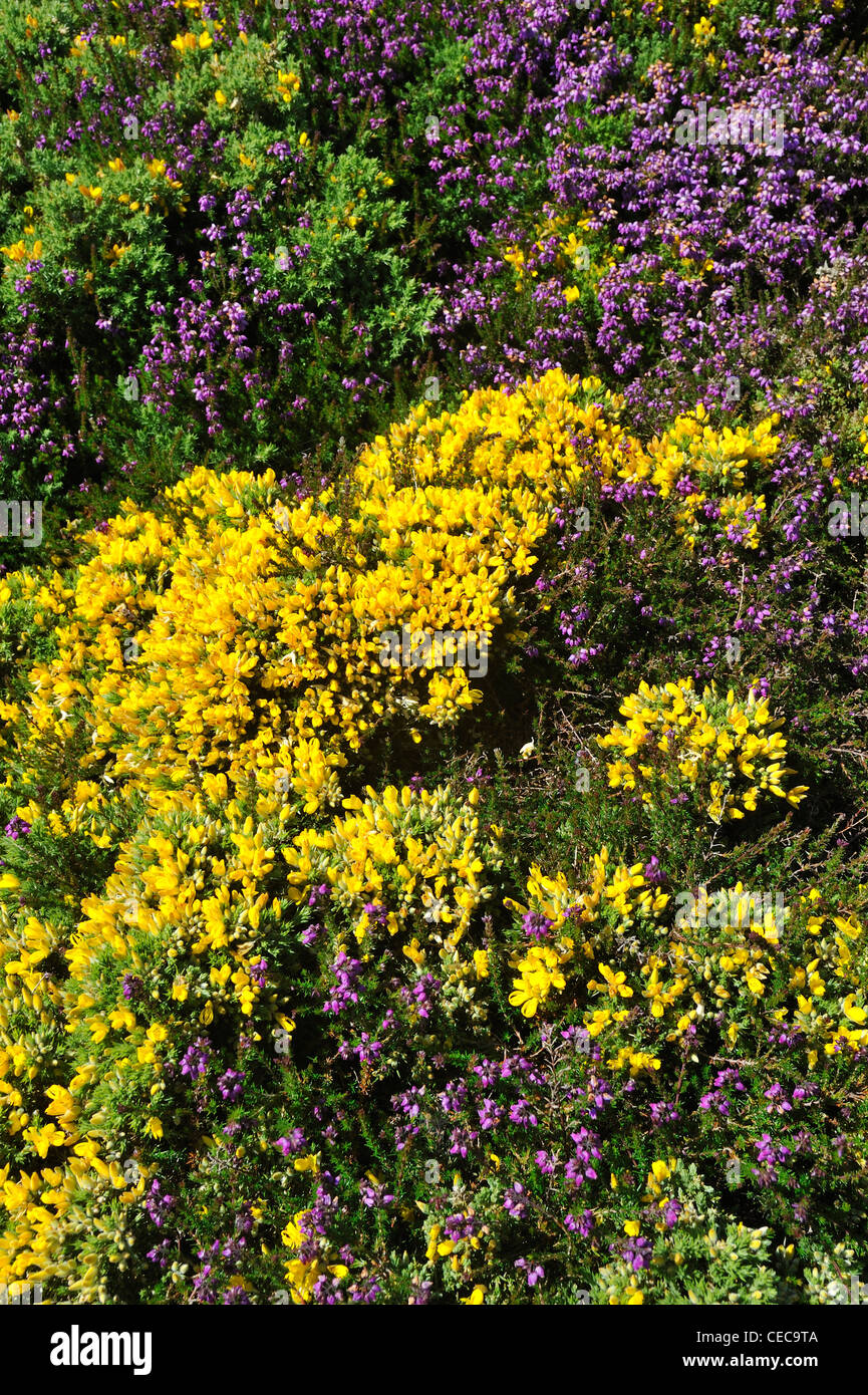 L'ajonc et la bruyère à fleurs sur le haut de falaise à la Pointe du Raz à Plogoff, Finistère, Bretagne, France Banque D'Images
