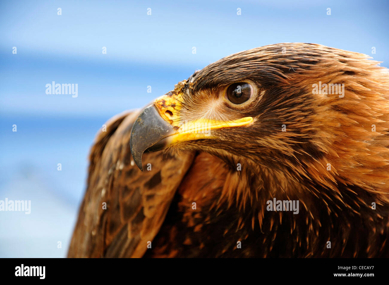 Brown hawk eagle big bird animal nature Banque D'Images