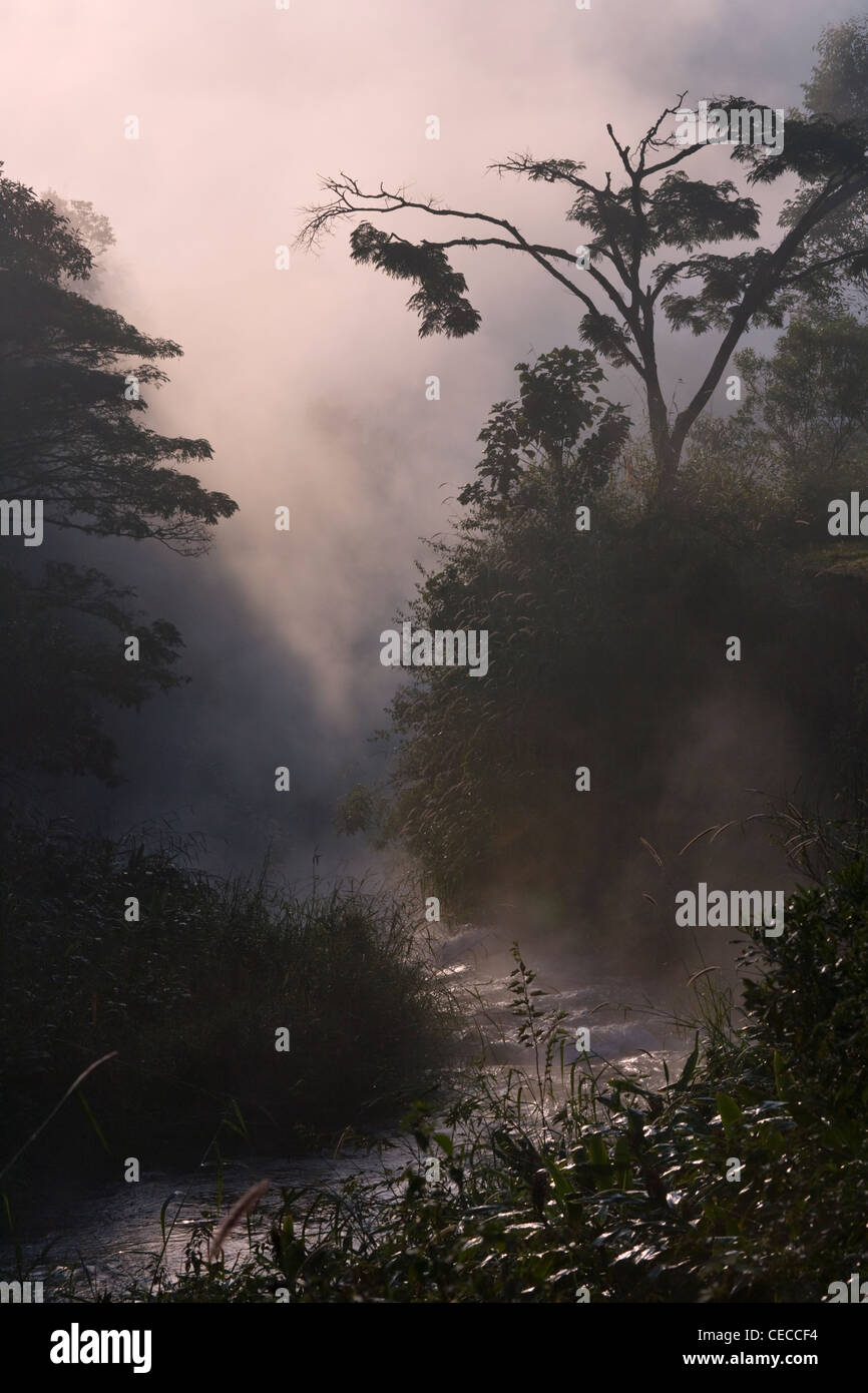 Paysage de forêt tropicale humide dans la montagne dans la brume du matin, Madagascar Banque D'Images