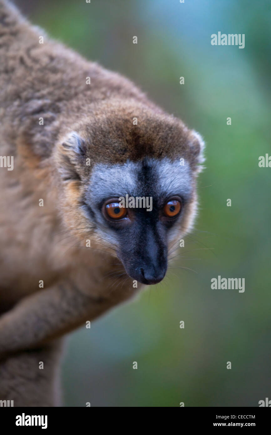 Lémurien brun (Eulemur fulvus) dans la forêt, réserve spéciale, Toamasina, Madagascar Banque D'Images