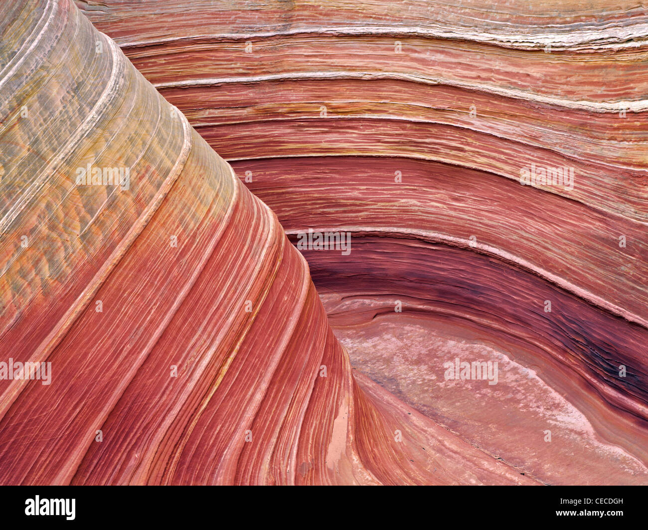 Sandtone Coyote Buttes North dans la formation, l'onde. Paria Canyon Vermillion Cliffs Wilderness. Utah/Arizona Banque D'Images