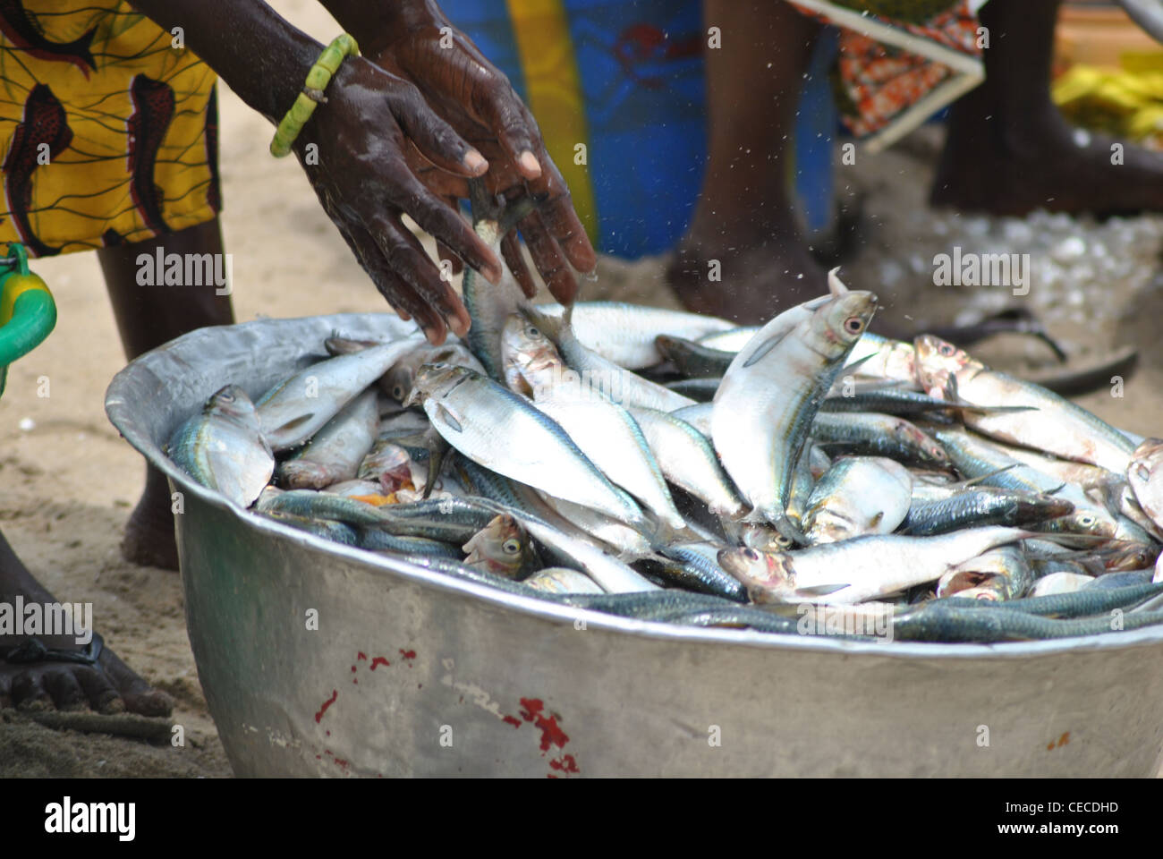 Woman putting poisson dans un seau sur la plage à Sassandra, Côte d'Ivoire, Afrique de l'Ouest Banque D'Images