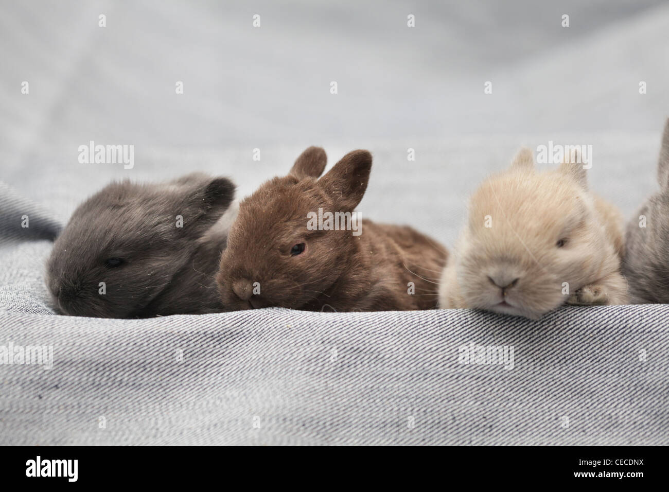 petits lapins Banque D'Images