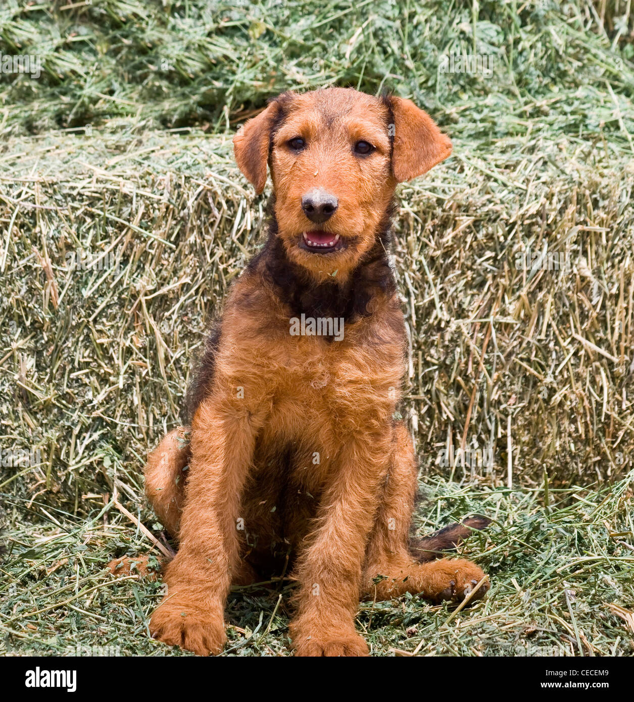 Un Airedale puppy sitting à Hay Banque D'Images