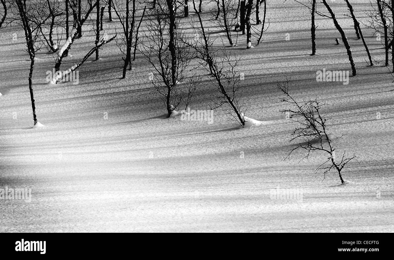 La lumière du soleil sur la neige et les ombres des arbres, l'hiver en Norvège Banque D'Images