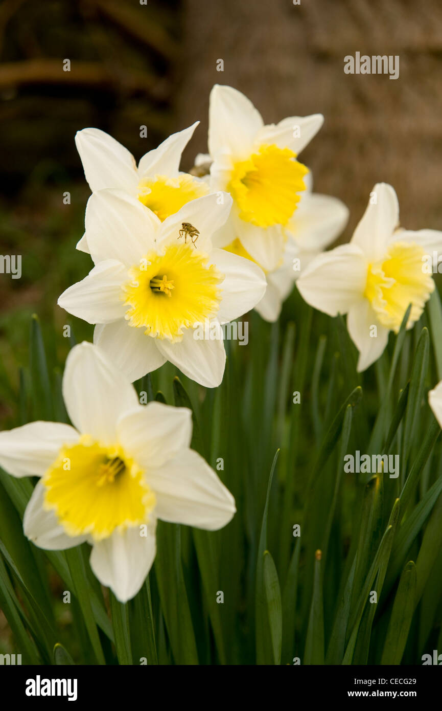 Groupe de couleurs vives jaune blanc saisonnier printemps fleurs (belle floraison des jonquilles ou narcisses) dans jardin close-up - Yorkshire, Angleterre, Royaume-Uni Banque D'Images