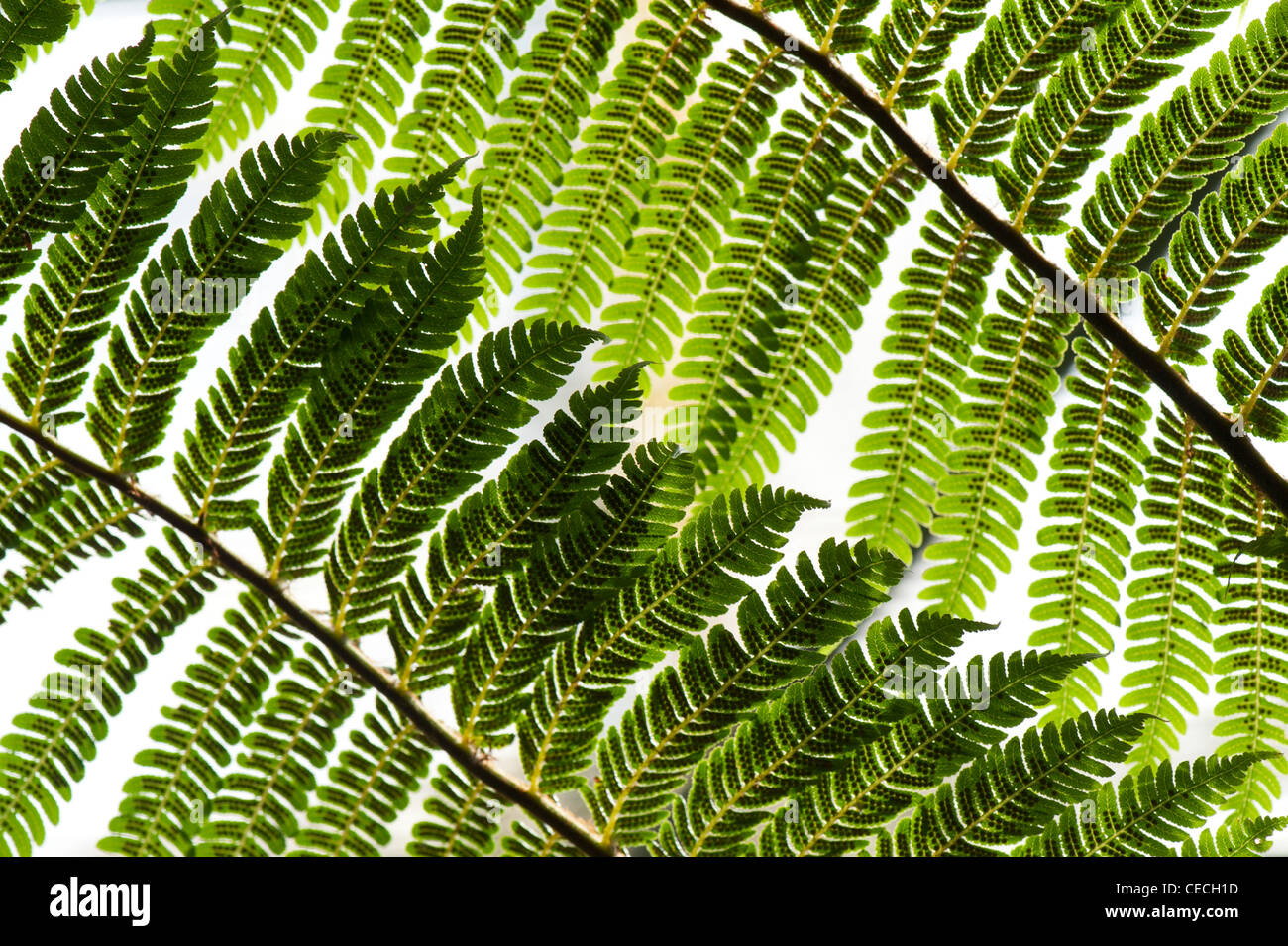 Dicksonia antarctica. Modèle fronde de fougère d'arbre Banque D'Images