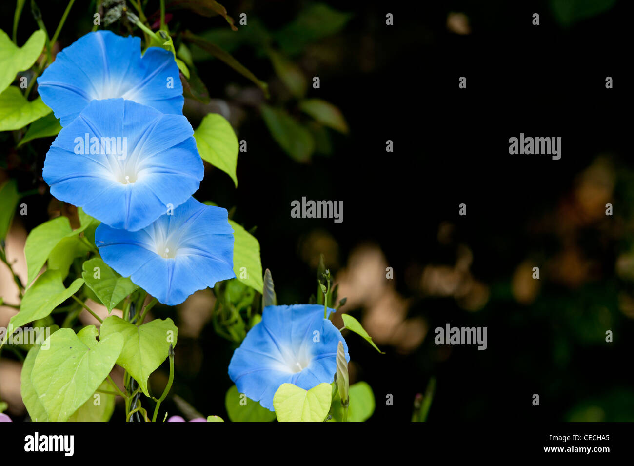 Ipomoea tricolor 'Heavenly Blue' Fleur sur fond sombre Banque D'Images