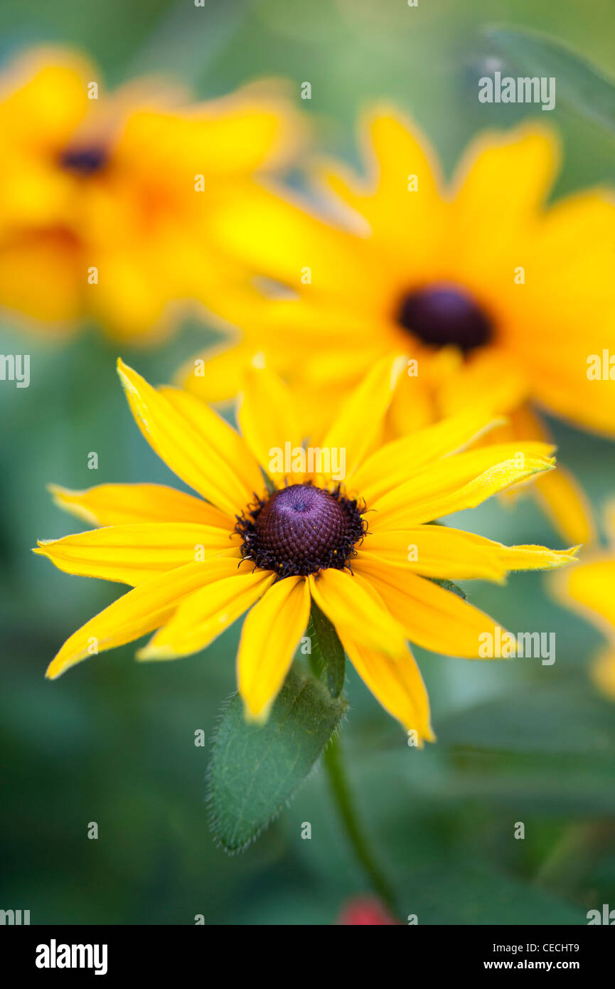 Rudbeckia hirta 'toto' Fleur d'Or Banque D'Images