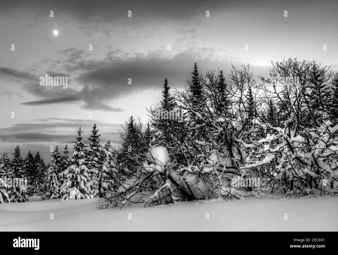 Soirée d'hiver paysage de l'Alaska avec des sapins, de la neige, les nuages et une lune en noir et blanc. Banque D'Images
