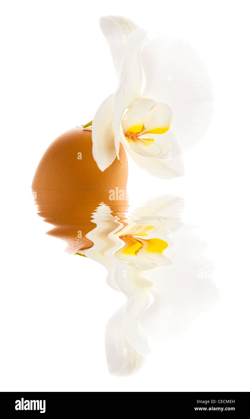 Orchidée blanche sur fond blanc avec reflet dans l'eau. Banque D'Images