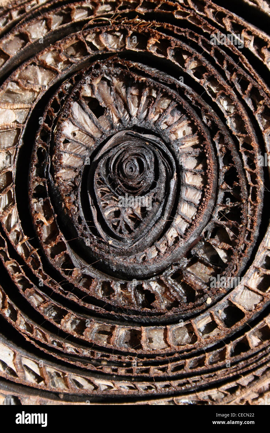 Coupe transversale de la tige d'un plant de banane Banque D'Images