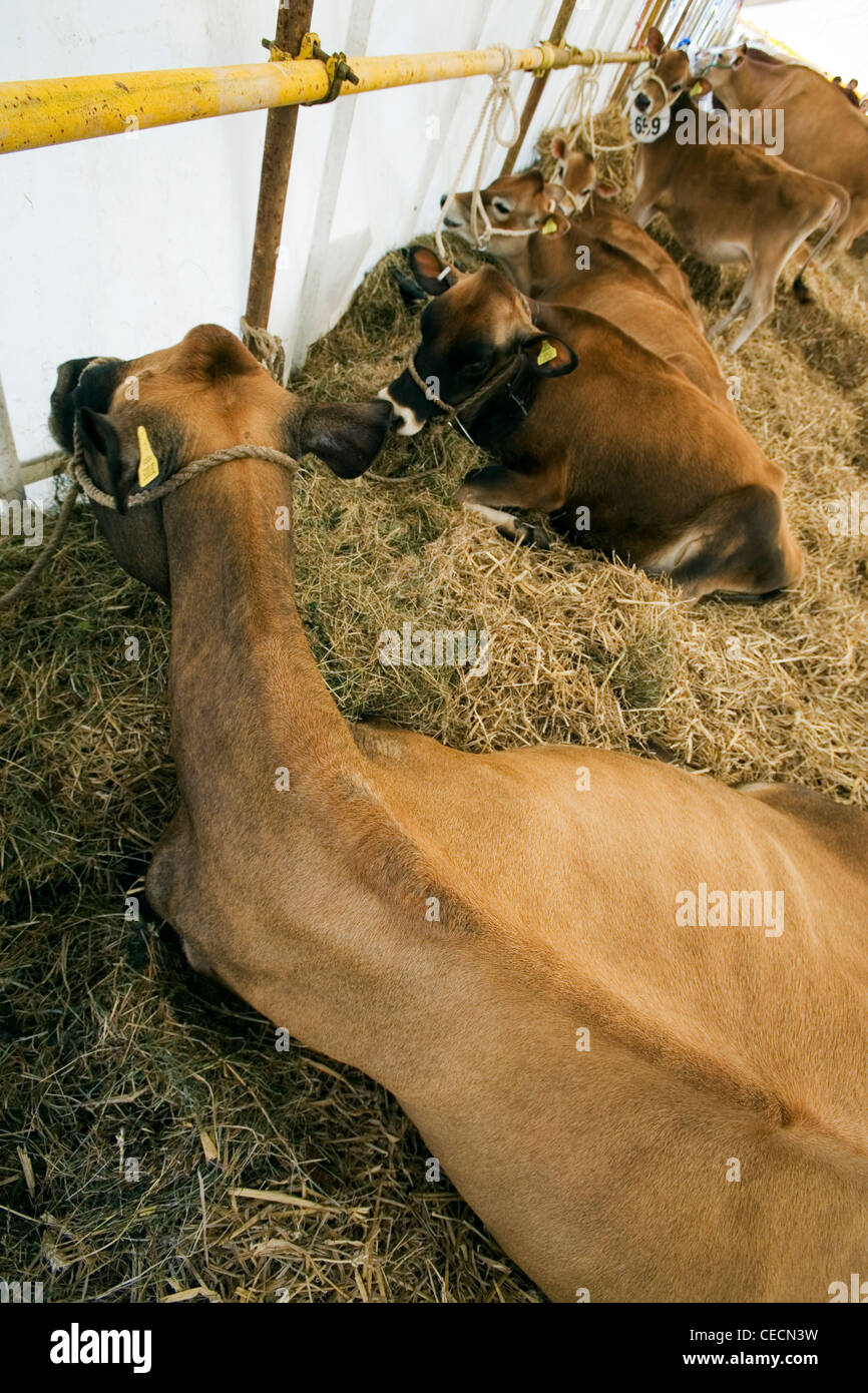 Les bovins laitiers liés à un poste de Country Fair Banque D'Images