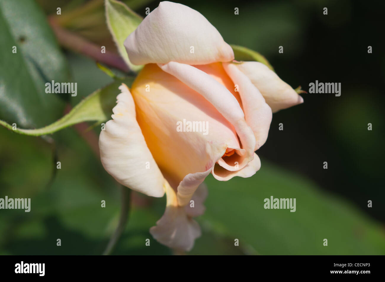 Mademoiselle Rose Jules Gravereaux Banque D'Images