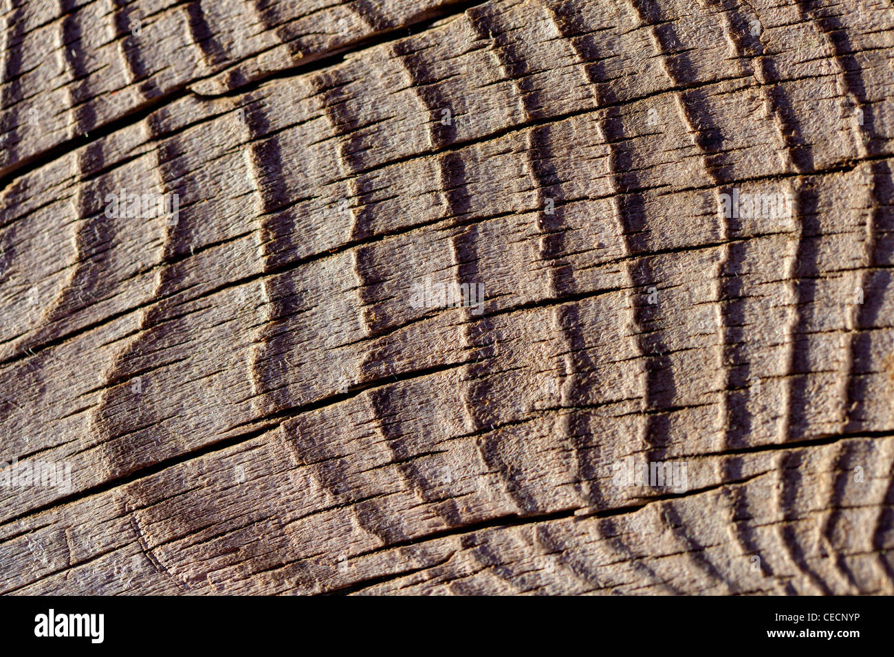 Texture bois close up Banque D'Images
