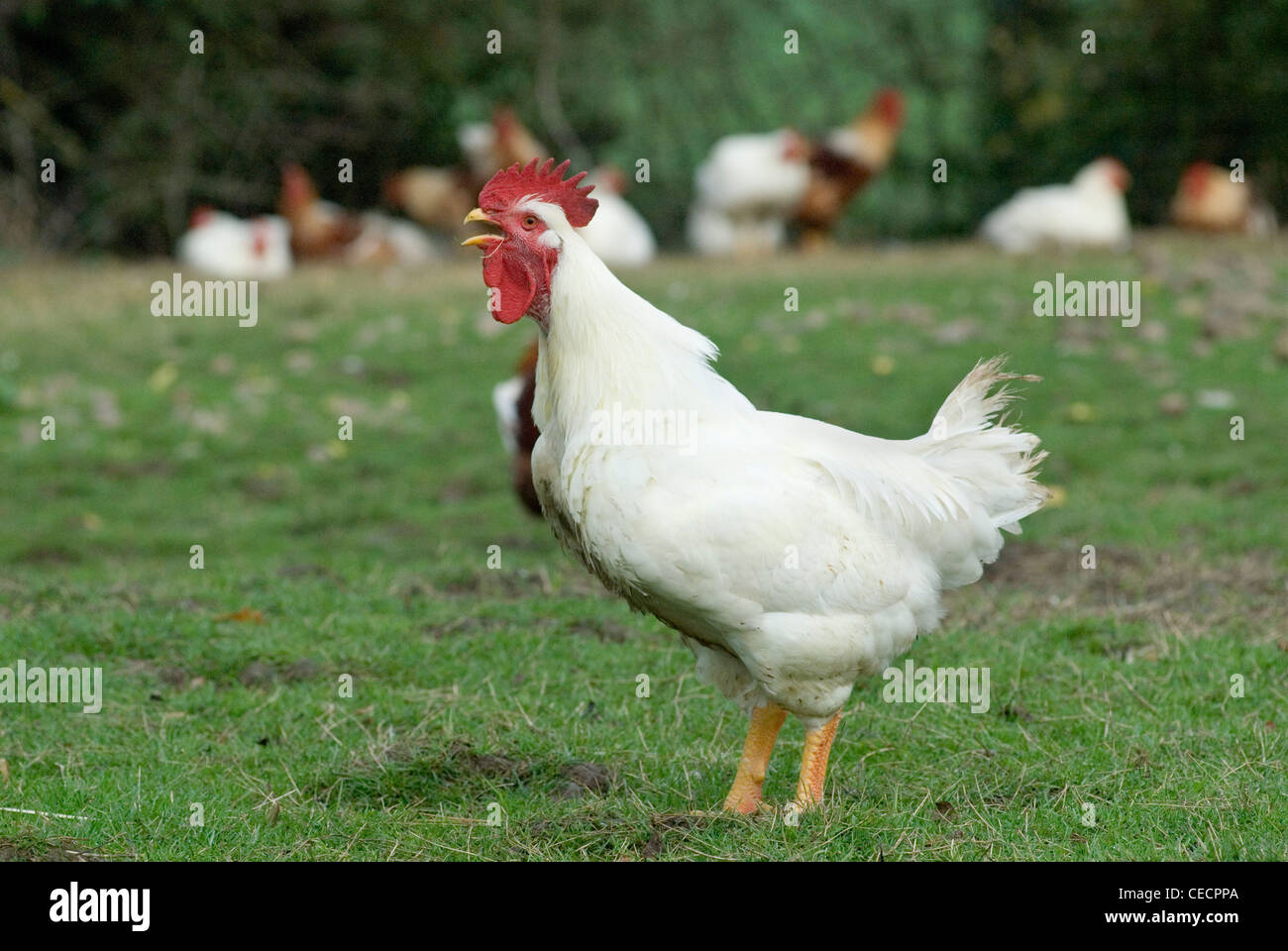 Free Range cockerels Fosse Meadow Farm Leicestershire UK Banque D'Images