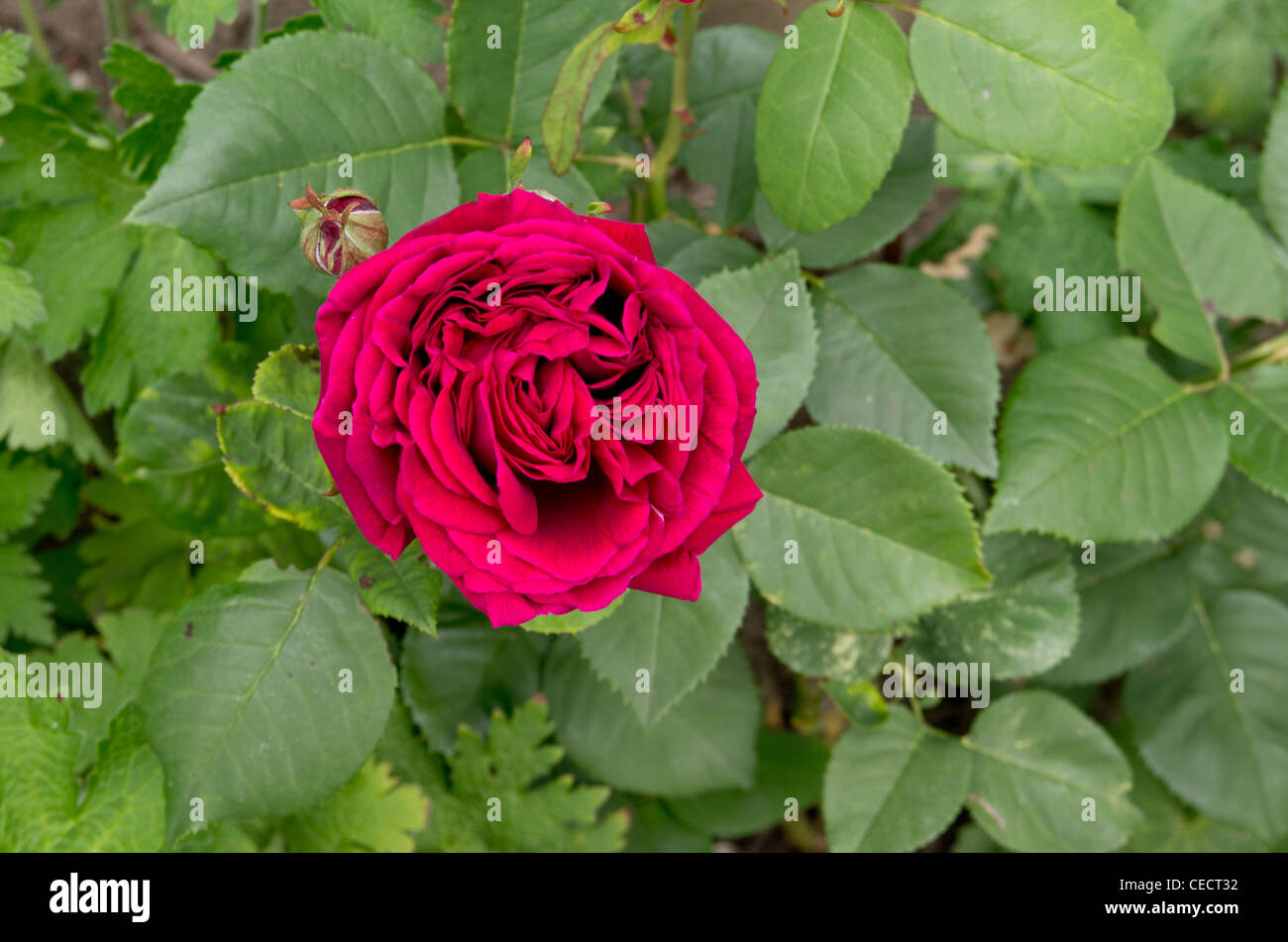 Charles Lefebvre rose perpétuel hybride Banque D'Images