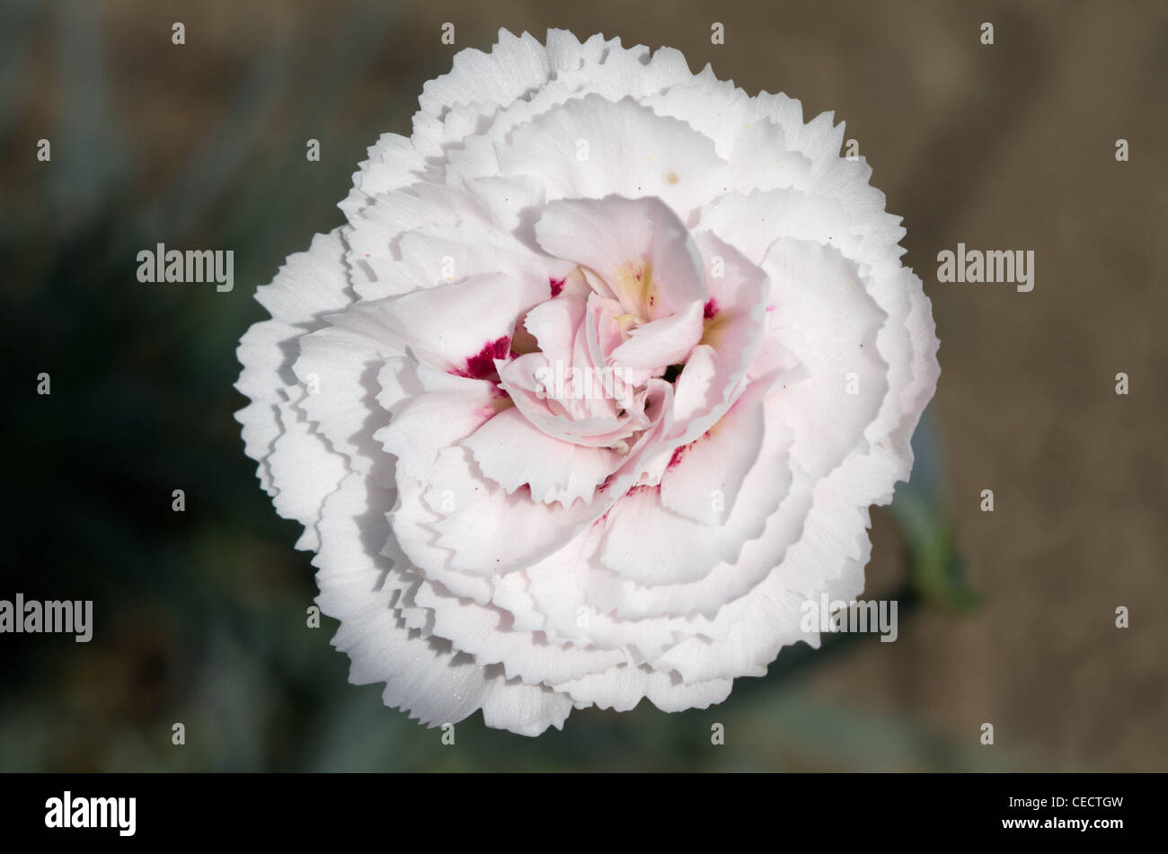 Dianthus Cranmere extérieure Banque D'Images