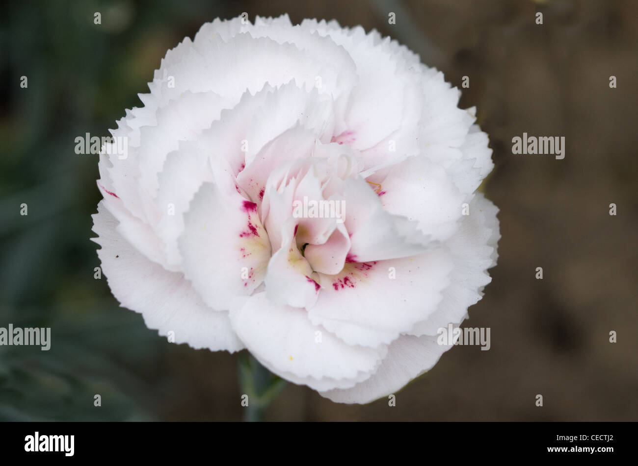 Dianthus Cranmere extérieure Banque D'Images