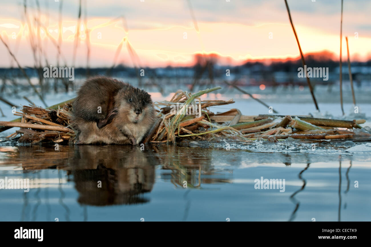 Un rat musqué (Ondatra zibethicus) sur une baisse sur le bord de la glace à un lieu d'alimentation Banque D'Images