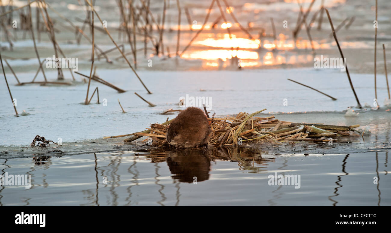 Un rat musqué (Ondatra zibethicus) sur une baisse sur le bord de la glace à un lieu d'alimentation Banque D'Images