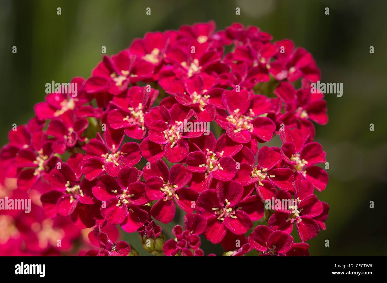 L'Achillea millefolium Red Velvet Banque D'Images