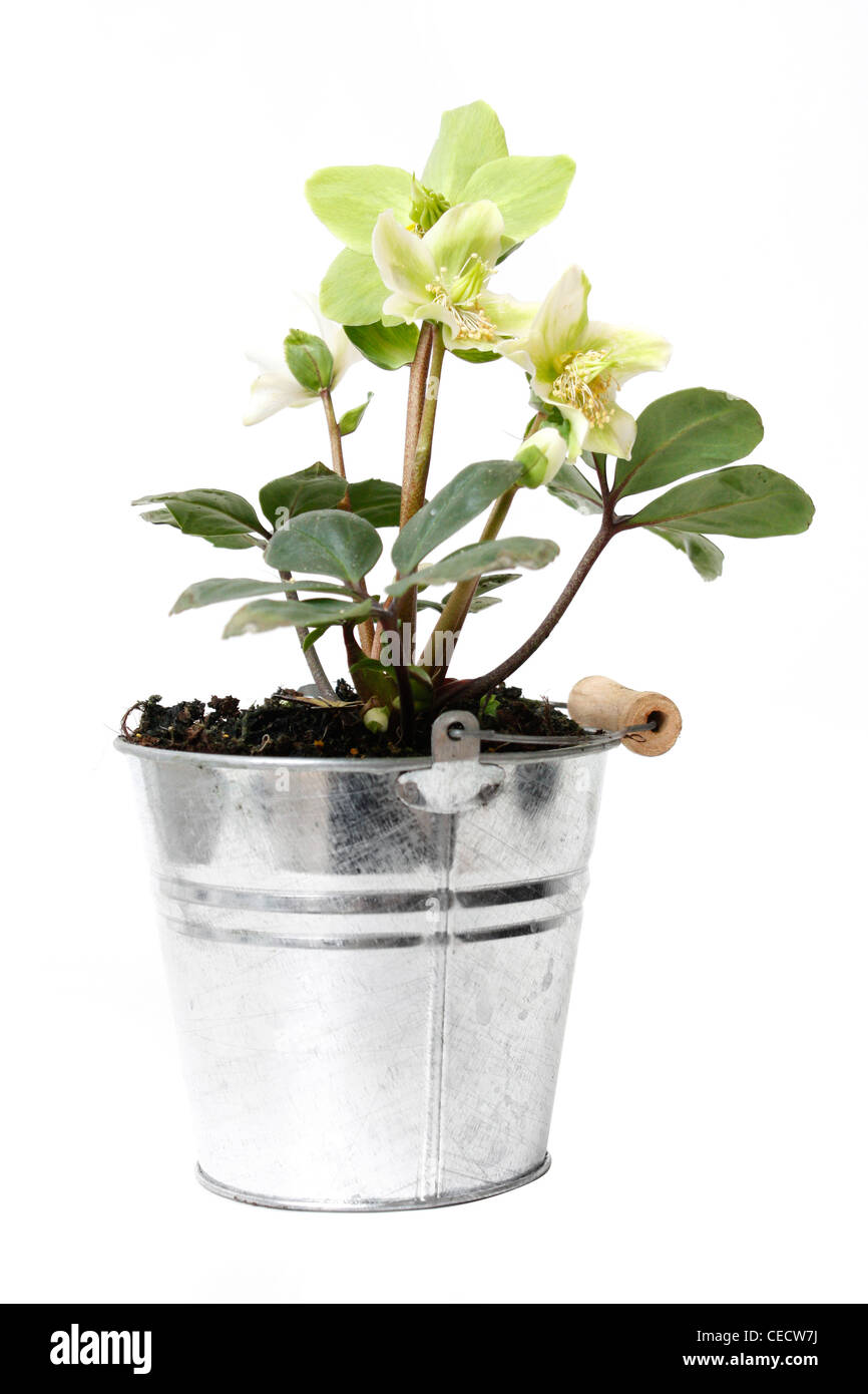 Helleborus flower dans un pot Banque D'Images