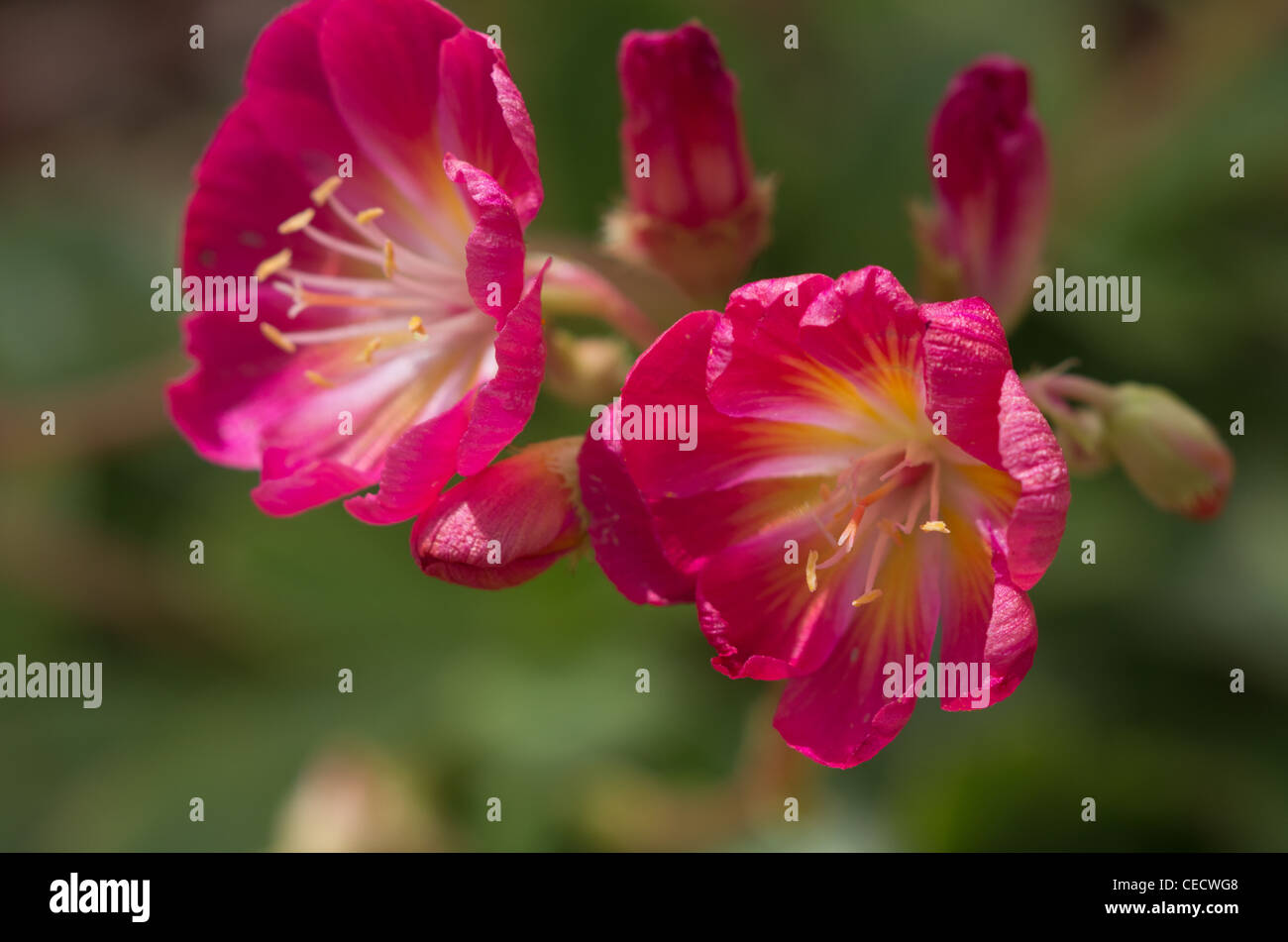 Lewisia cotyledon Série Arc-en-ciel Banque D'Images