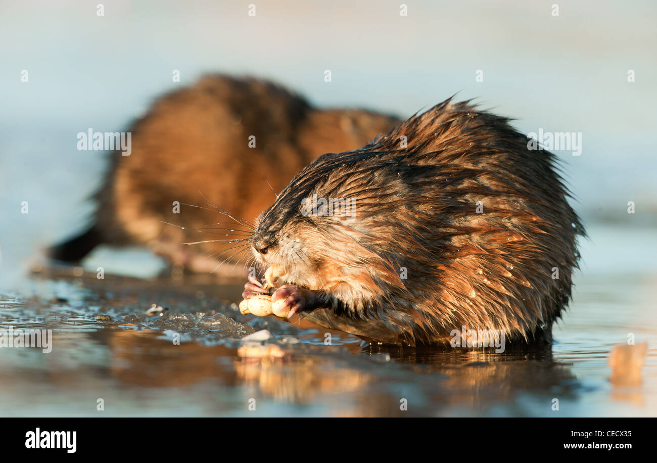 Manger ( Rat musqué Ondatra zibethica ) dans les faisceaux de lumière au coucher du soleil sur la glace. Banque D'Images